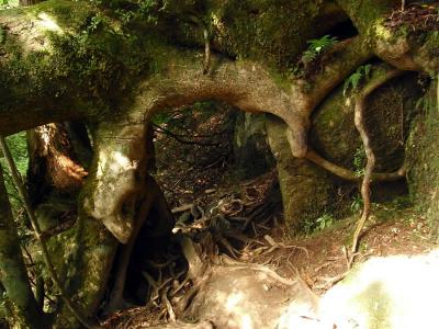 木の根のトンネル